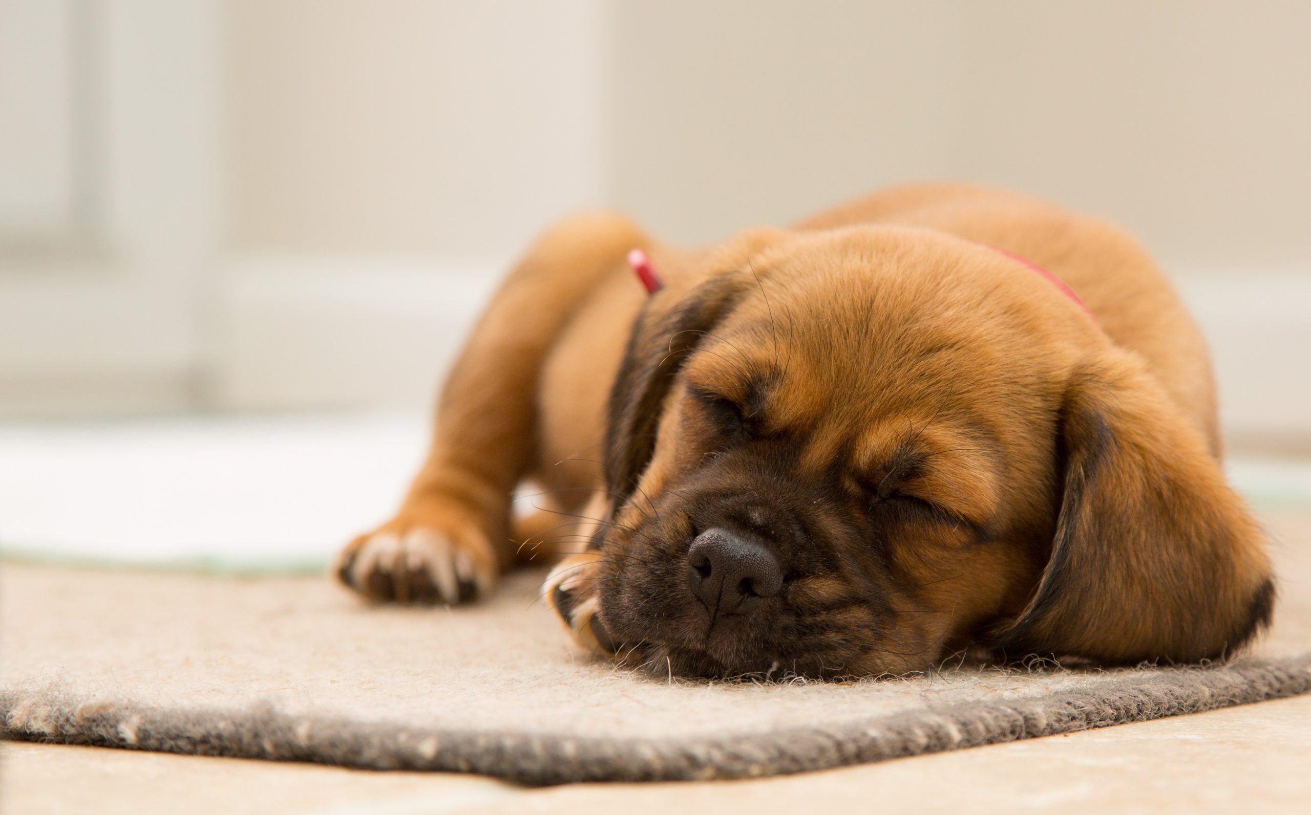 small brown puppy sleeping on the carpet
