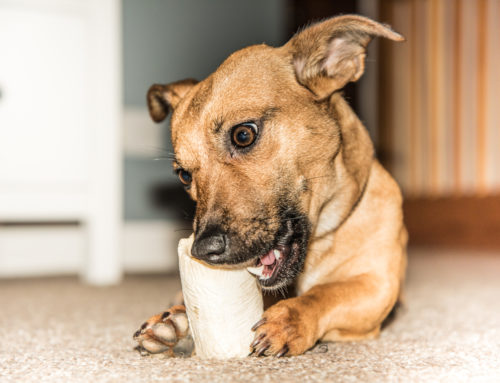 Why Picking the Right Chew Toy for Your Dog Matters
