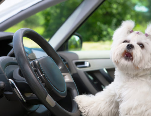 How To Stop Your Dog From Barking In The Car