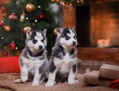 Beware Of These Puppy Scams During The Holidays