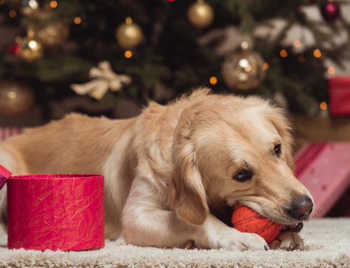 How To Dog-Proof Your Holiday Decor