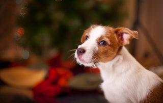 Dog Jack Russell Terrier at the Christmas tree, fireplace on a holiday