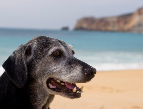 How To Care For Your Senior Dog