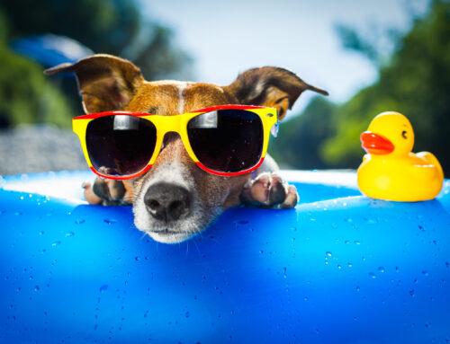Spring Break Options For Dog Boarding, Dog Training, and More