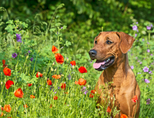 Is Your Dog Ready for Springtime?