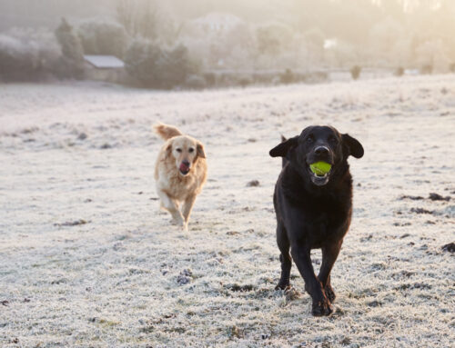 How Much Exercise Do Dogs Need Every Day?