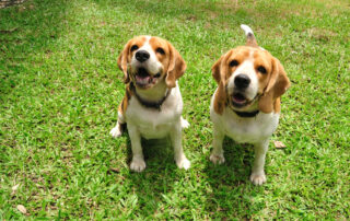 Beagles at Doggie Daycare