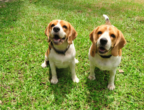 Boarding Your Dog? Why Not Find a Boarding Facility That Offers Doggie Daycare?