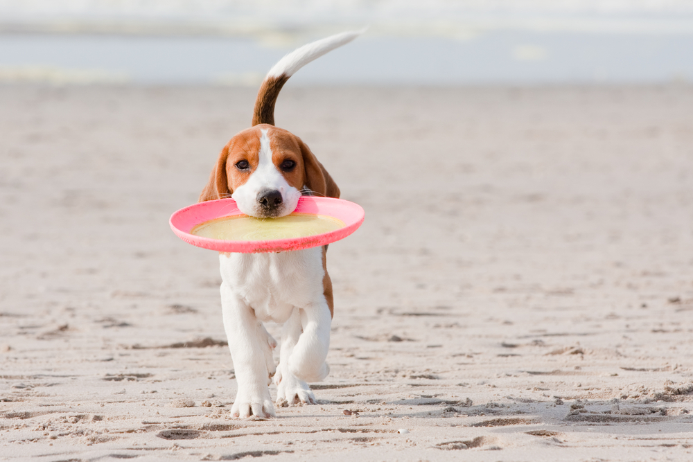 dog playing at the beach in summer