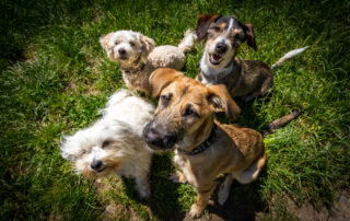Dogs at doggie daycare and boarding