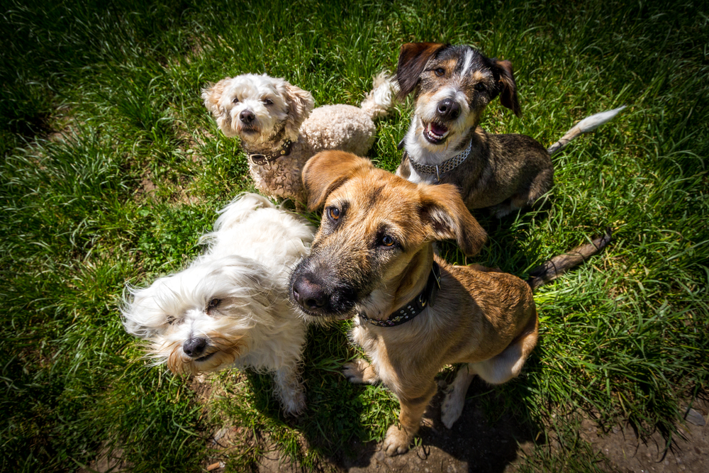 Dogs at doggie daycare and boarding