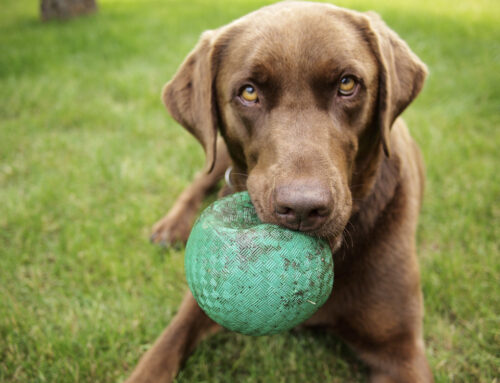 Helping Your Dog Adjust to Daycare: A Guide for Pet Parents