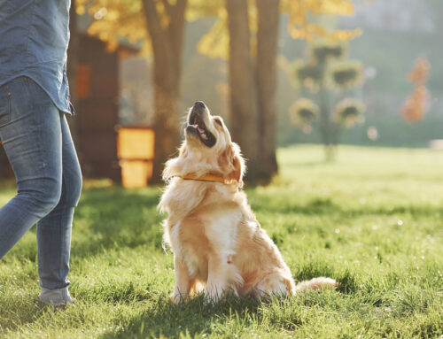 The Benefits of Hiring a Professional Dog Trainer