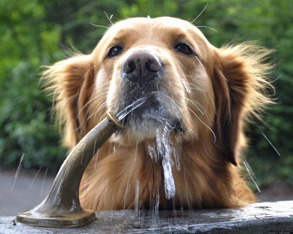 Dog getting water during summer
