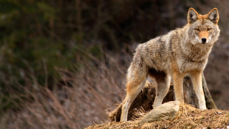 How To Keep Your Dog Safe Around Coyotes - Performance K9 Training