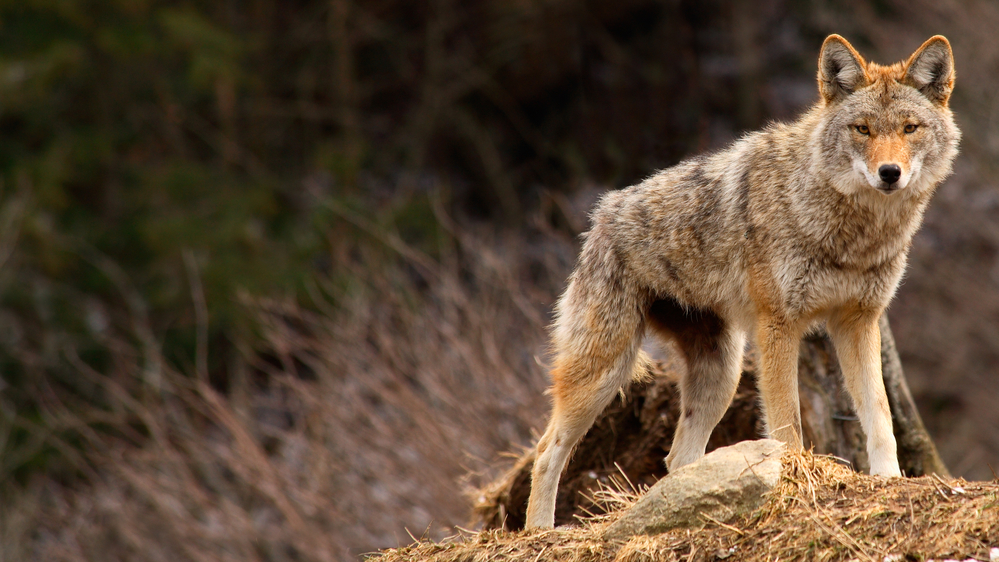 Coyote on rock
