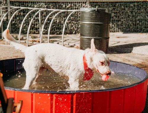 How to Turn Your Backyard Into a Summertime Fun Space for Dogs