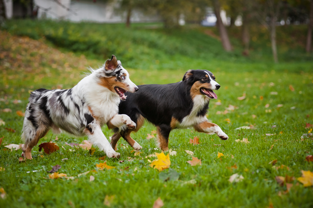 two dogs playing and communicating