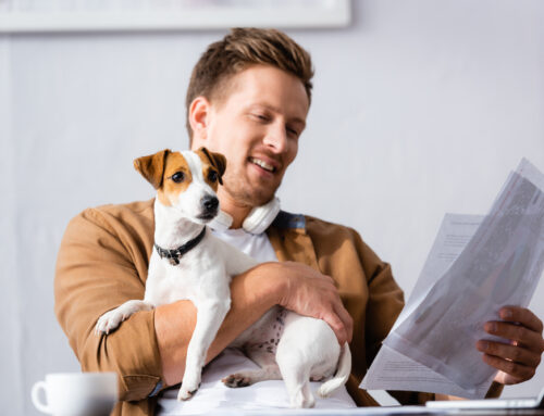 3 Things To Consider Before Investing In Pet Insurance