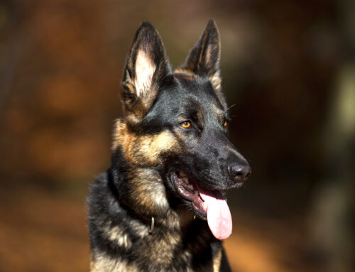 Three Things To Know About The German Shepherd Dog