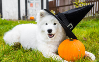 White Samoyed dog in hat with halloween pumpkin.