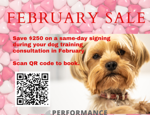 Fetch the Love: Valentine’s Savings on Top-Notch Dog Training!