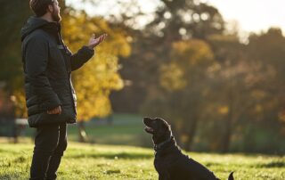 dog-recall-training