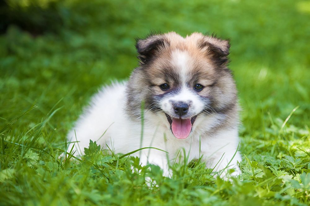 elo puppy laying in the grass