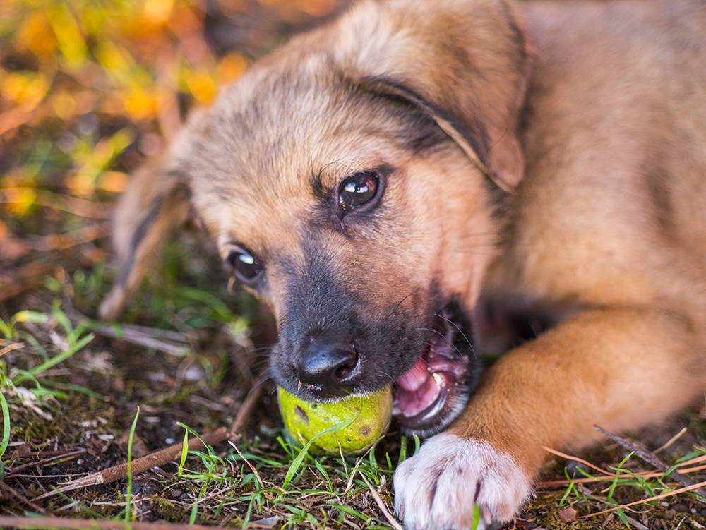 german shepherd puppy