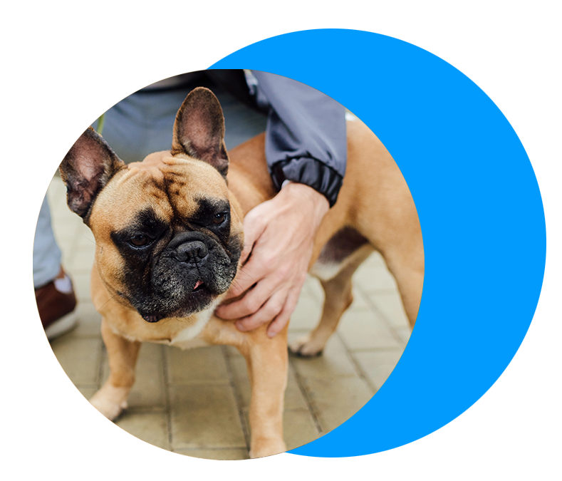 frenchie frenchie on leash