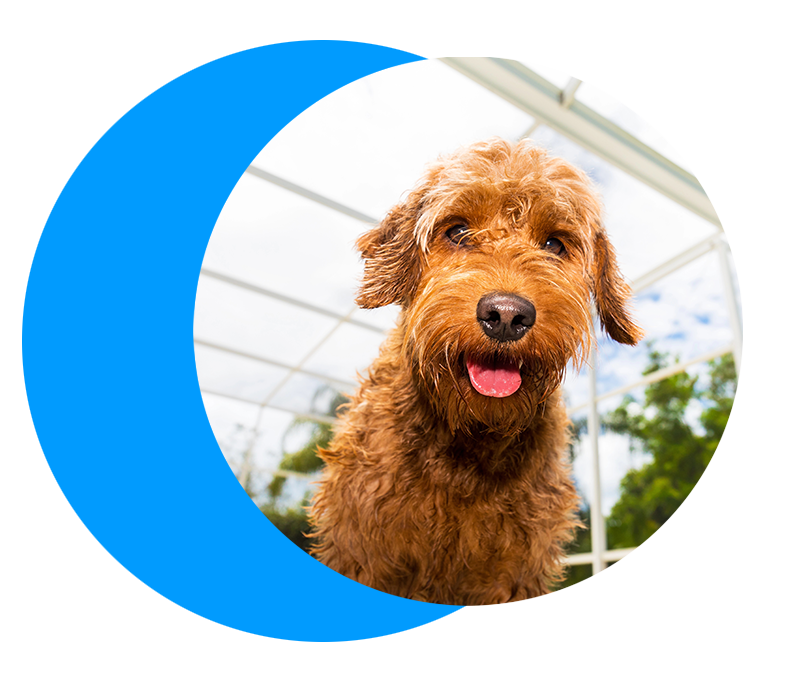 golden-doodlge closeup shot of a golden doodle