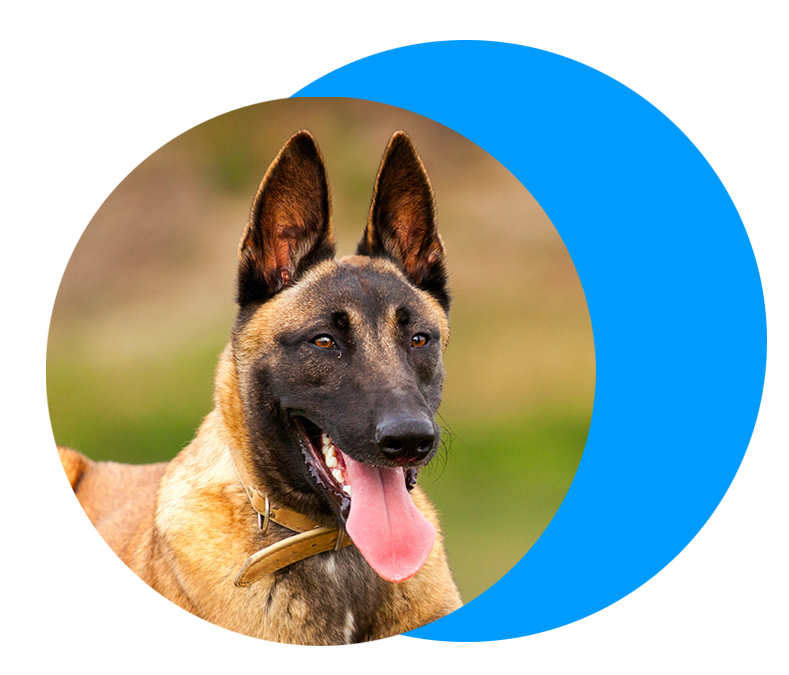 malinois closeup shot of a belgian malinois