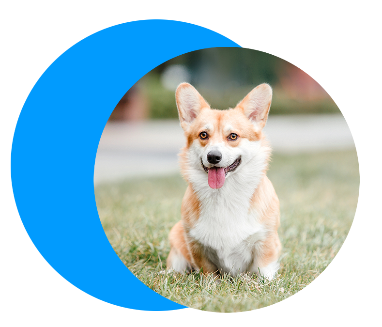 private-dog-training-blue-circle-2 corgi puppy