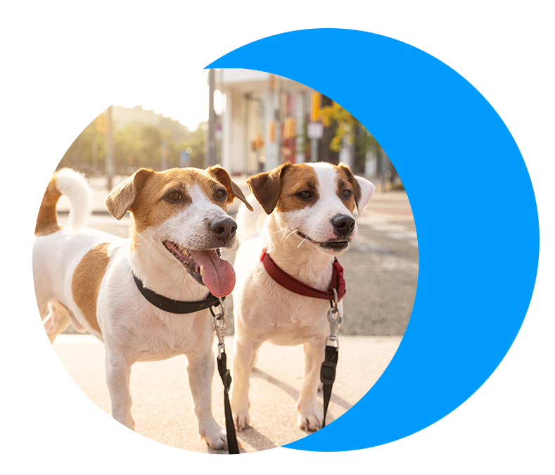 private-dog-training-blue-circle two jack russell dogs on leashes